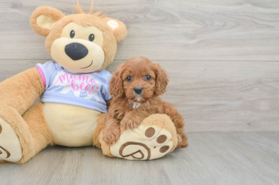 Funny Cavapoo Poodle Mix Pup
