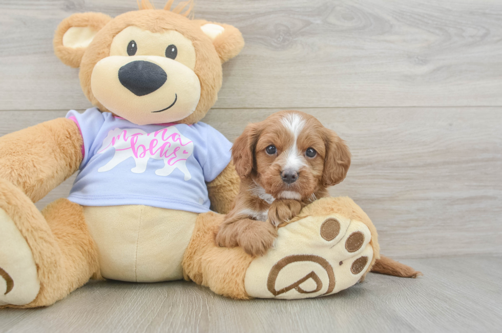 5 week old Cavapoo Puppy For Sale - Florida Fur Babies