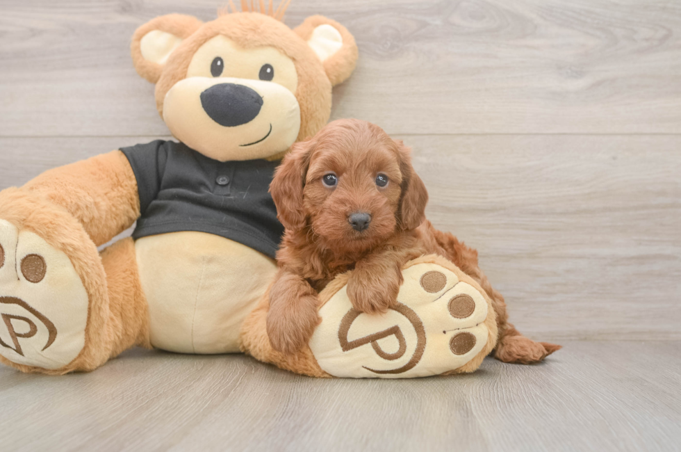 5 week old Cavapoo Puppy For Sale - Florida Fur Babies