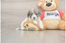 Meet Utopia - our Cavapoo Puppy Photo  1/3 - Florida Fur Babies Best Cavapoo Baby