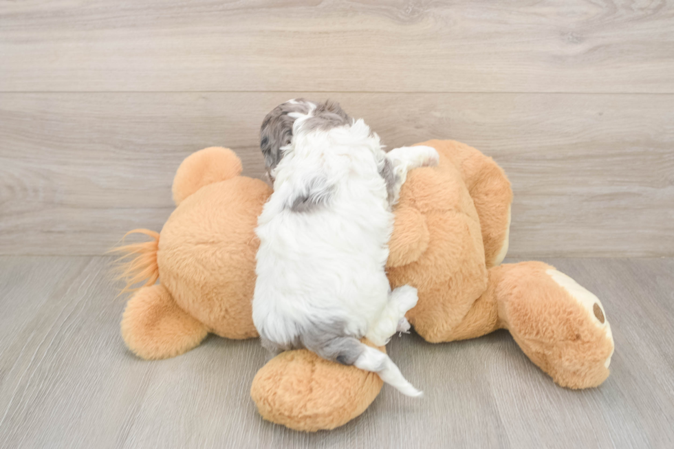 Meet Utopia - our Cavapoo Puppy Photo  3/3 - Florida Fur Babies Petite Cavapoo Poodle Mix Pup