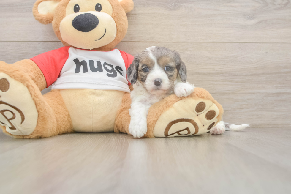 Meet Utopia - our Cavapoo Puppy Photo  2/3 - Florida Fur Babies Cavapoo Puppy for Adoption