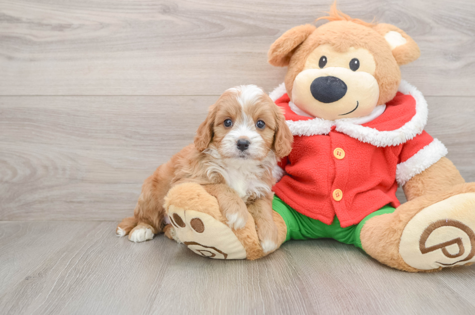 5 week old Cavapoo Puppy For Sale - Florida Fur Babies