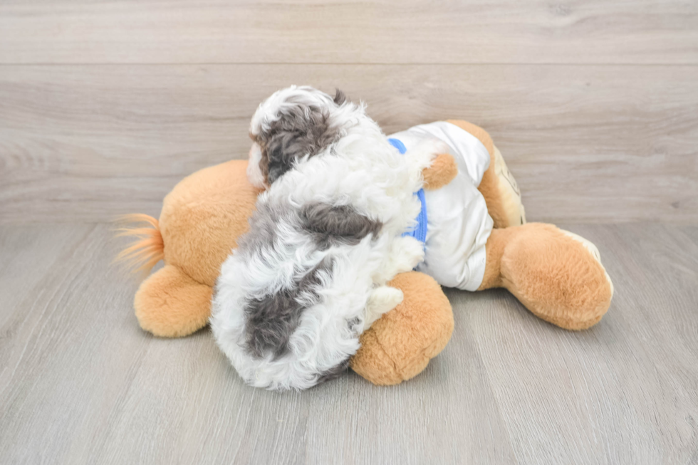 Cavapoo Puppy for Adoption