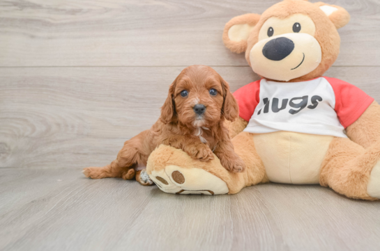 Small Cavapoo Baby