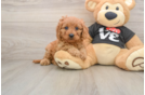 Sweet Cavapoo Baby