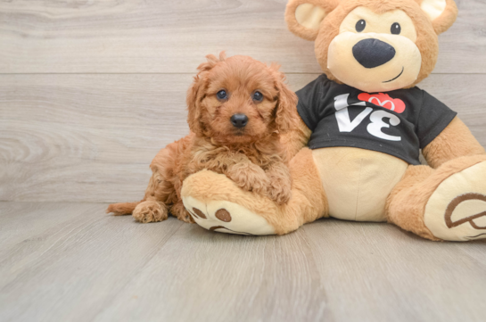 Sweet Cavapoo Baby