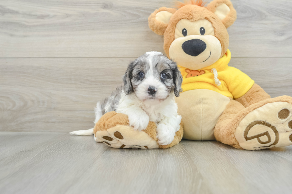 6 week old Cavapoo Puppy For Sale - Florida Fur Babies