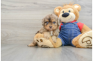 Best Cavapoo Baby