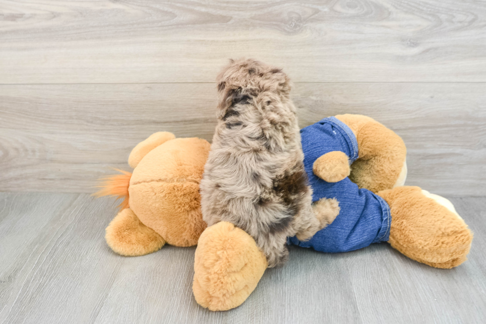 Cavapoo Pup Being Cute