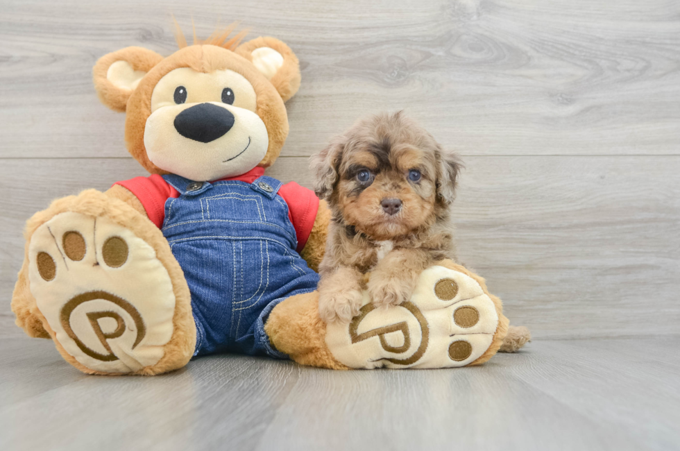 5 week old Cavapoo Puppy For Sale - Florida Fur Babies