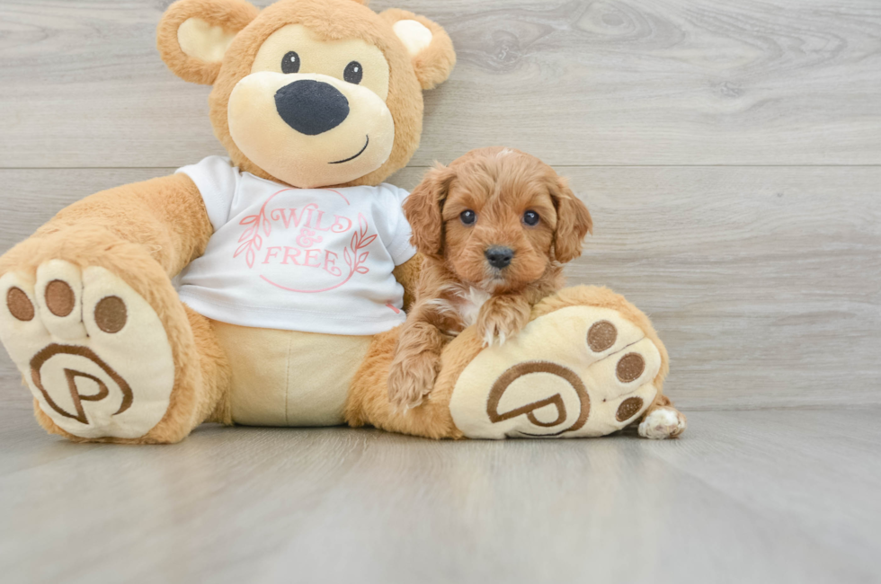 6 week old Cavapoo Puppy For Sale - Florida Fur Babies