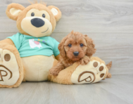 9 week old Cavapoo Puppy For Sale - Florida Fur Babies