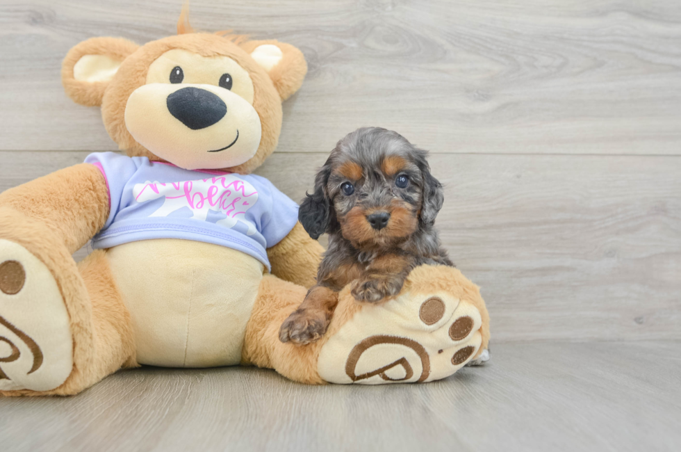 6 week old Cavapoo Puppy For Sale - Florida Fur Babies