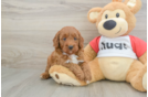 Happy Cavapoo Baby