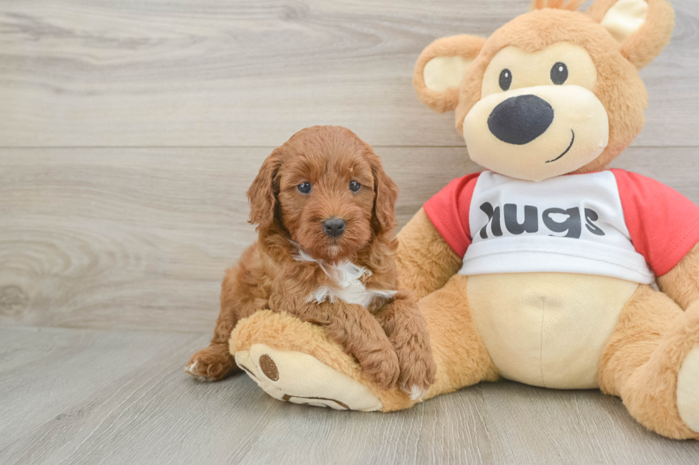 Happy Cavapoo Baby