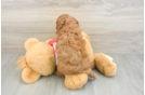Cavapoo Puppy for Adoption