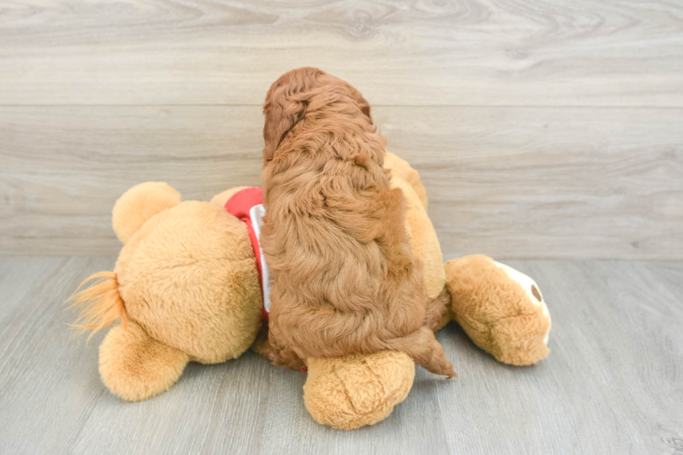 Cavapoo Puppy for Adoption