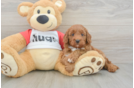 Best Cavapoo Baby