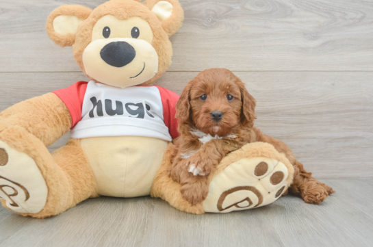 Best Cavapoo Baby