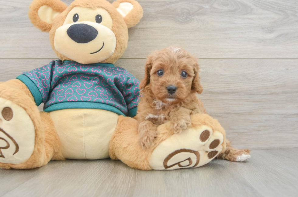 5 week old Cavapoo Puppy For Sale - Florida Fur Babies