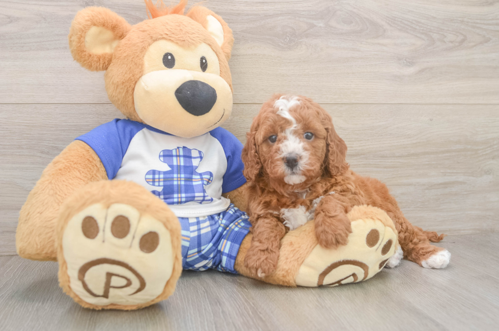 5 week old Cavapoo Puppy For Sale - Florida Fur Babies