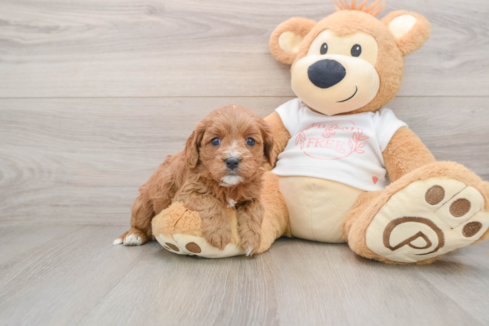 Best Cavapoo Baby