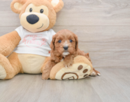 8 week old Cavapoo Puppy For Sale - Florida Fur Babies