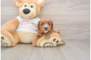 Best Cavapoo Baby