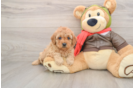 Small Cavapoo Baby