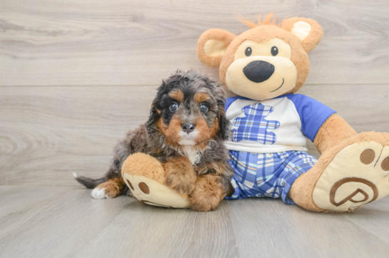 Best Cavapoo Baby