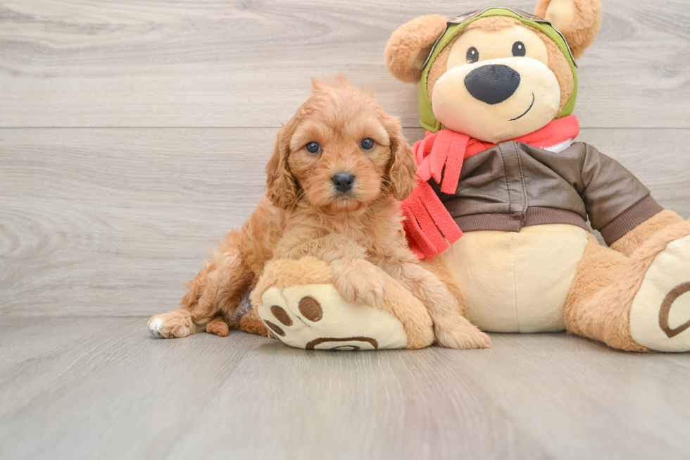 Cavapoo Puppy for Adoption