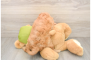 Smart Cavapoo Poodle Mix Pup