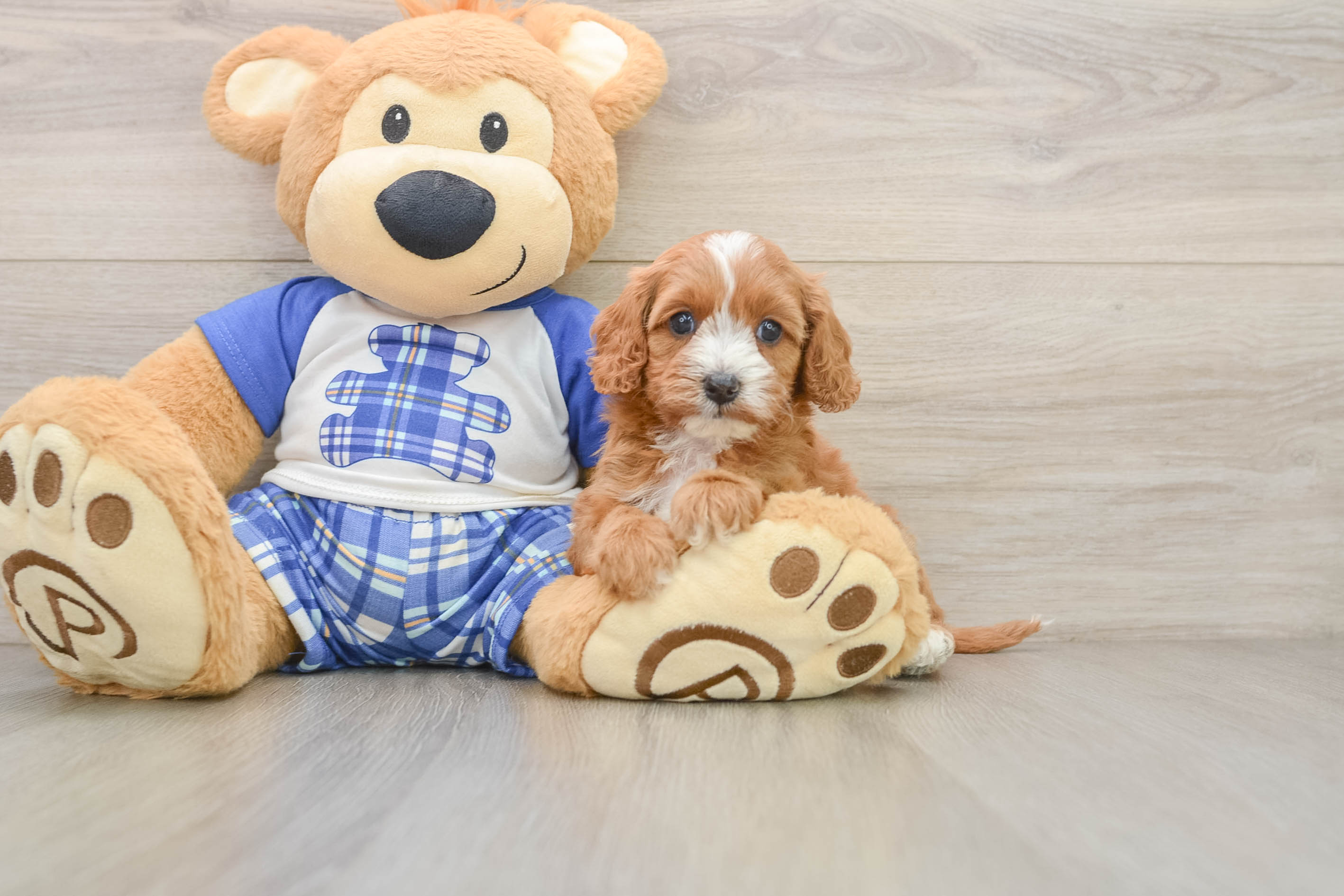 Cavapoo Puppy for Adoption