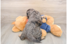 Best Cavapoo Baby