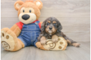Cute Cavapoo Baby