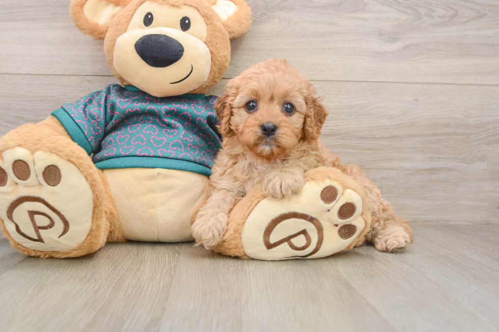 Happy Cavapoo Baby