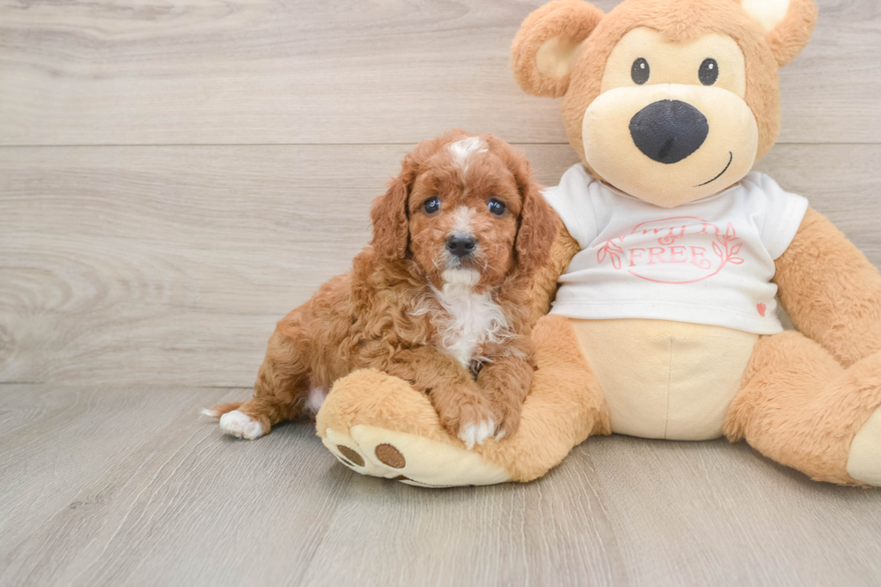 Cavapoo Pup Being Cute