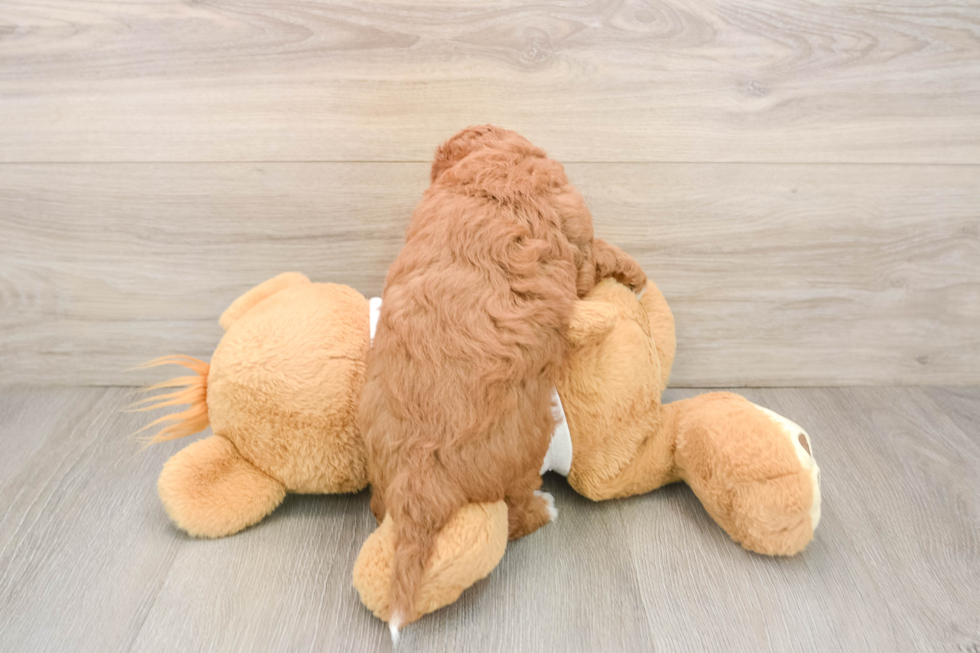 Cavapoo Puppy for Adoption