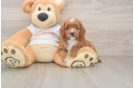 Playful Cavapoodle Poodle Mix Puppy