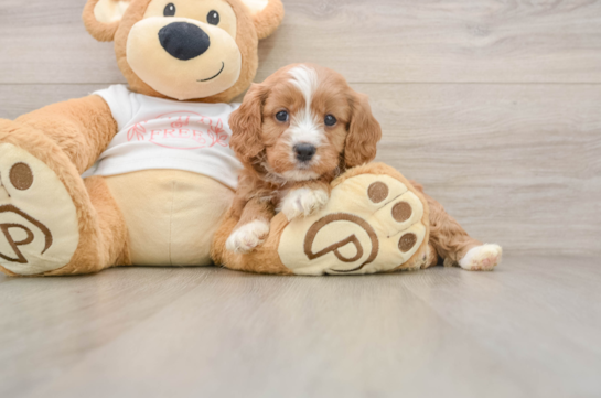 Cavapoo Pup Being Cute
