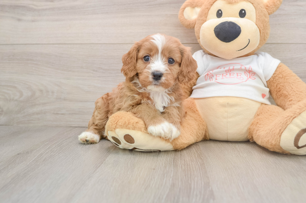 Friendly Cavapoo Baby
