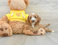 8 week old Cavapoo Puppy For Sale - Florida Fur Babies