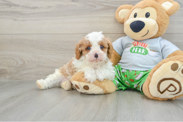 Playful Cavapoodle Poodle Mix Puppy