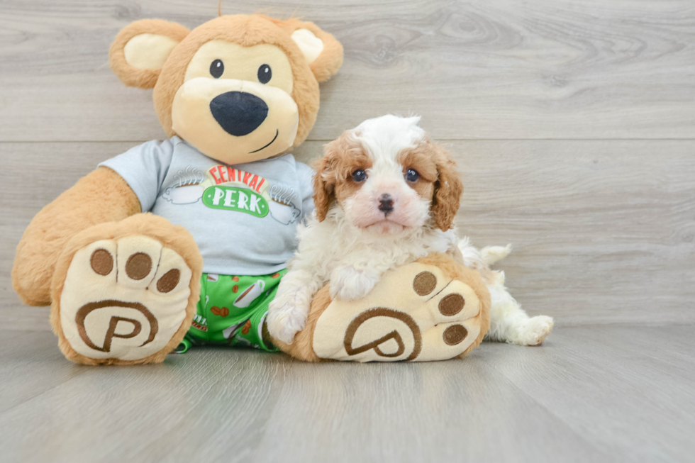 Energetic Cavoodle Poodle Mix Puppy