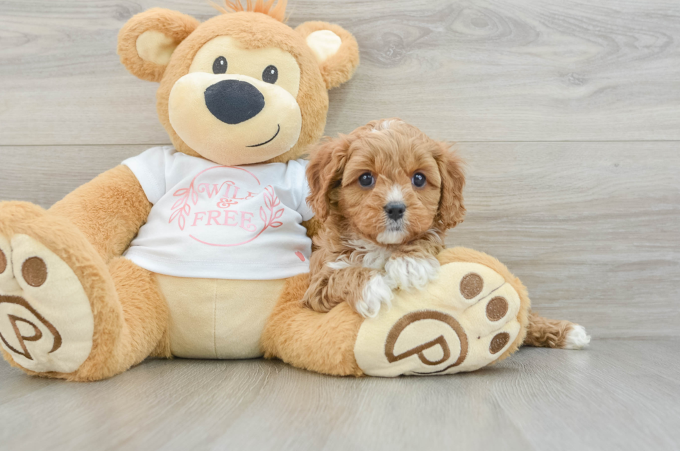 6 week old Cavapoo Puppy For Sale - Florida Fur Babies