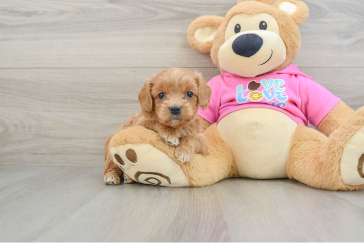 Happy Cavapoo Baby