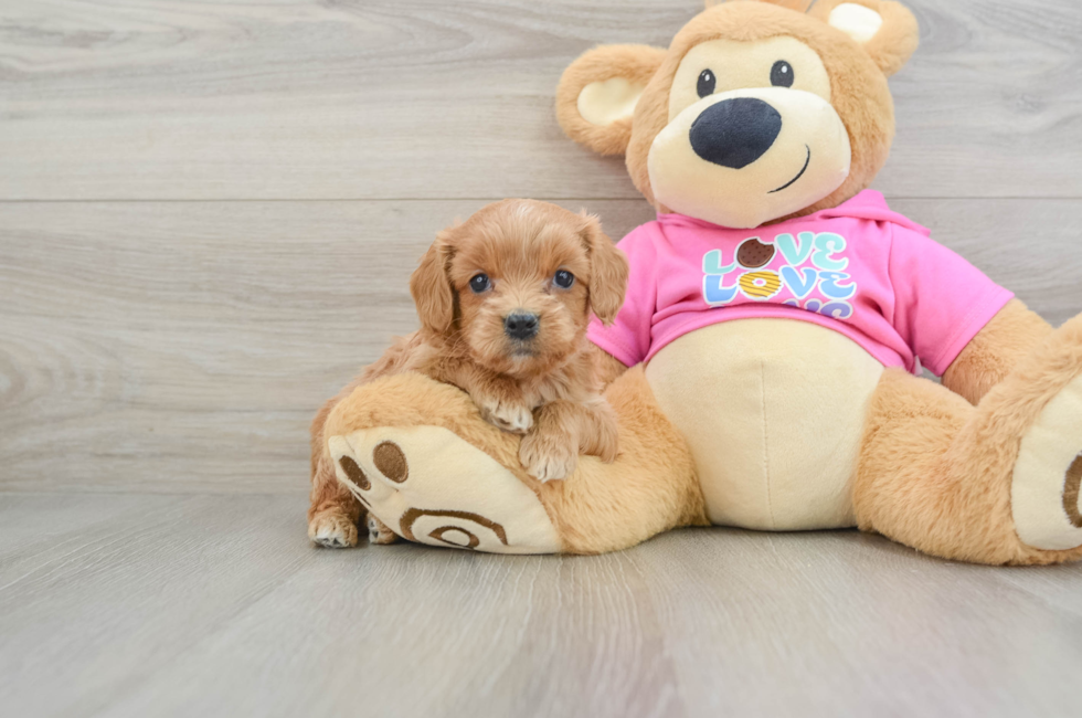 5 week old Cavapoo Puppy For Sale - Florida Fur Babies