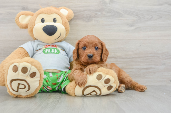 Cavapoo Puppy for Adoption