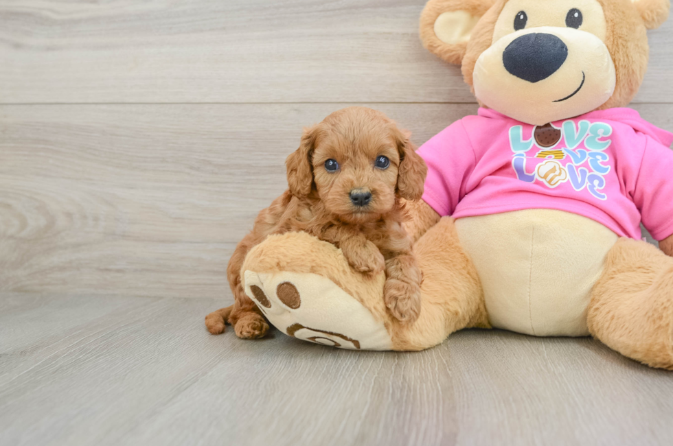 7 week old Cavapoo Puppy For Sale - Florida Fur Babies
